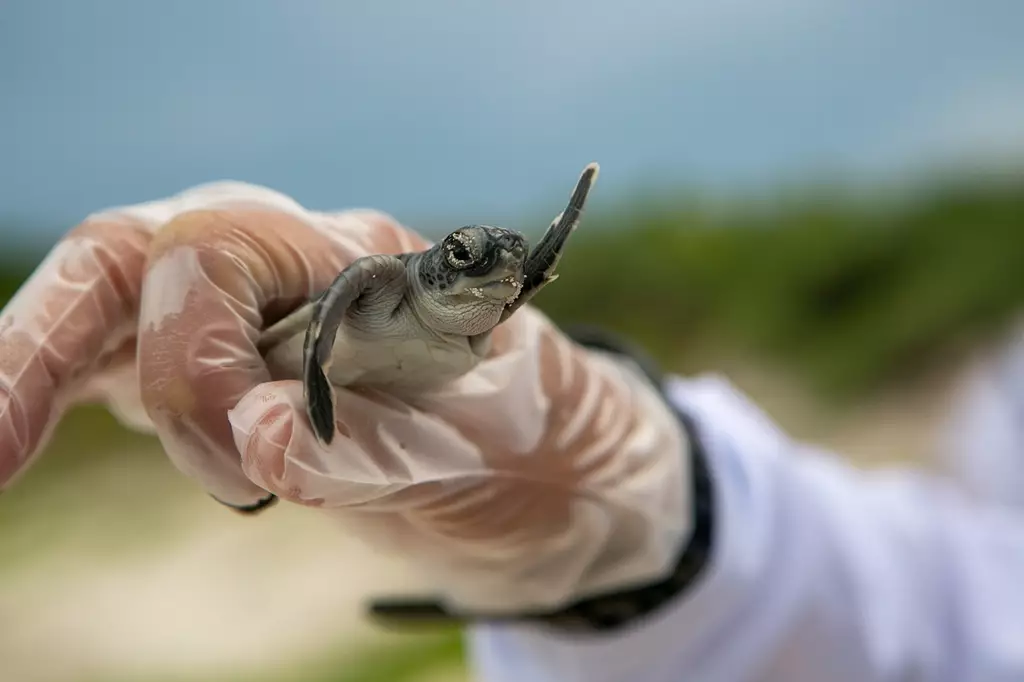 Tamar Vitória O caminho para conhecer as tartarugas marinhas.
Fundação Projeto Tamar Vitória