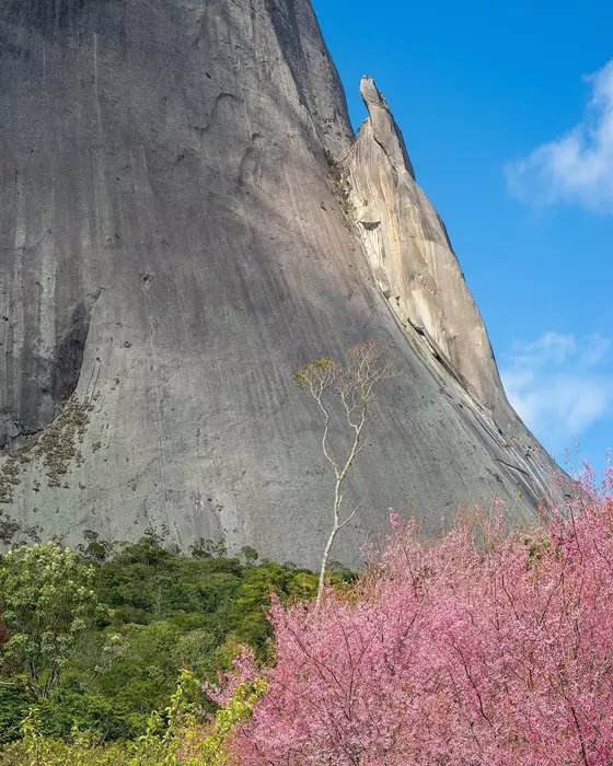 Bosque das Cerejeiras em Pedra Azul