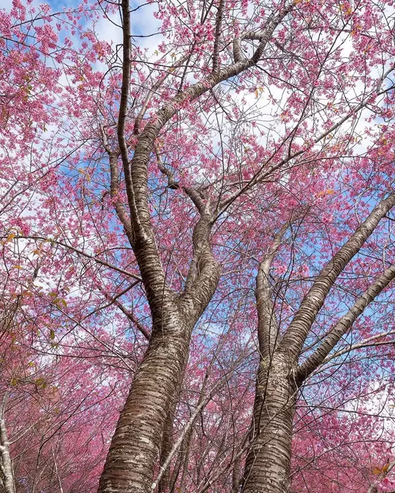 Bosque das Cerejeiras em Pedra Azul