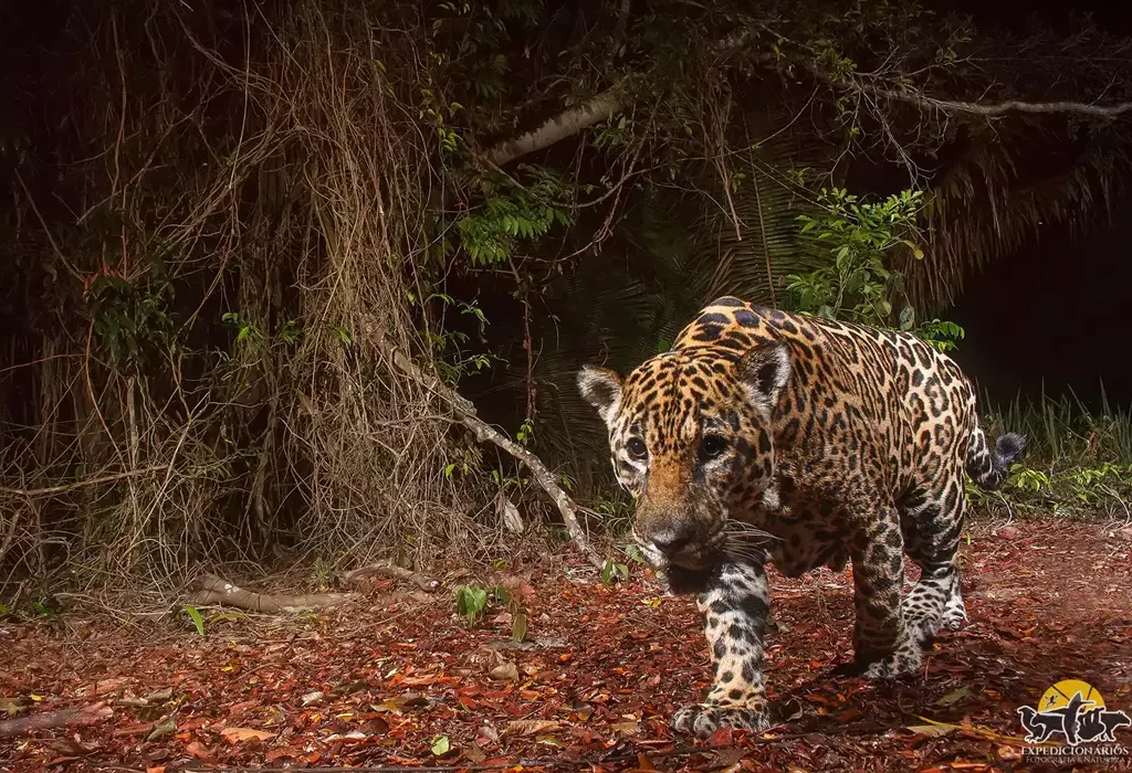 Onça-pintada (Panthera onca) em vida selvagem no Espírito Santo