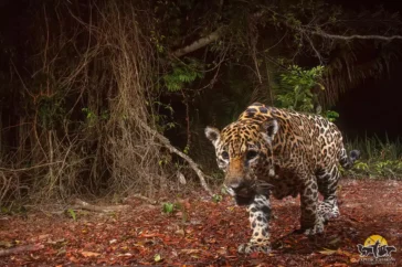 Onça-pintada (Panthera onca) em vida selvagem no Espírito Santo