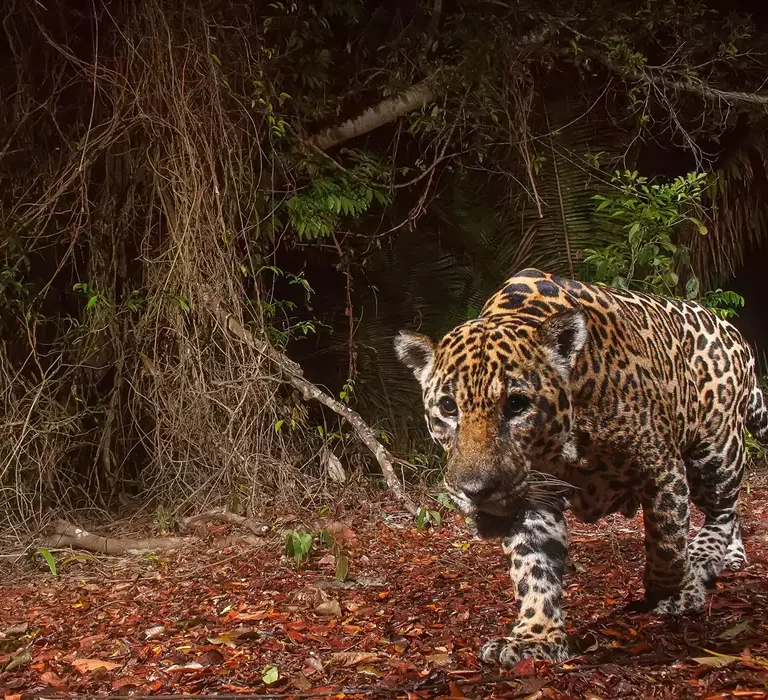 Onça-pintada (Panthera onca) em vida selvagem no Espírito Santo
