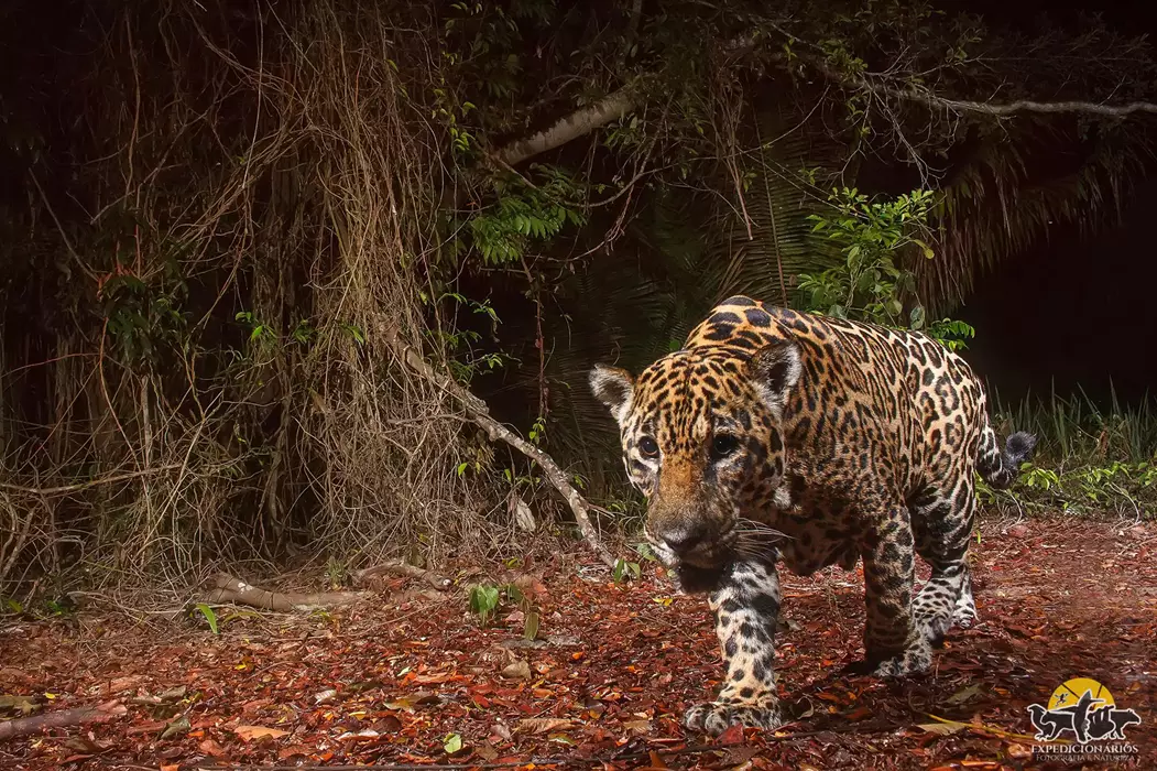 Onça-pintada (Panthera onca) em vida selvagem no Espírito Santo