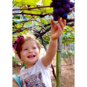 A colheita de uva continua no Sítio Cachoeira Alta. A Maria Cecília colheu sua própria uva.
