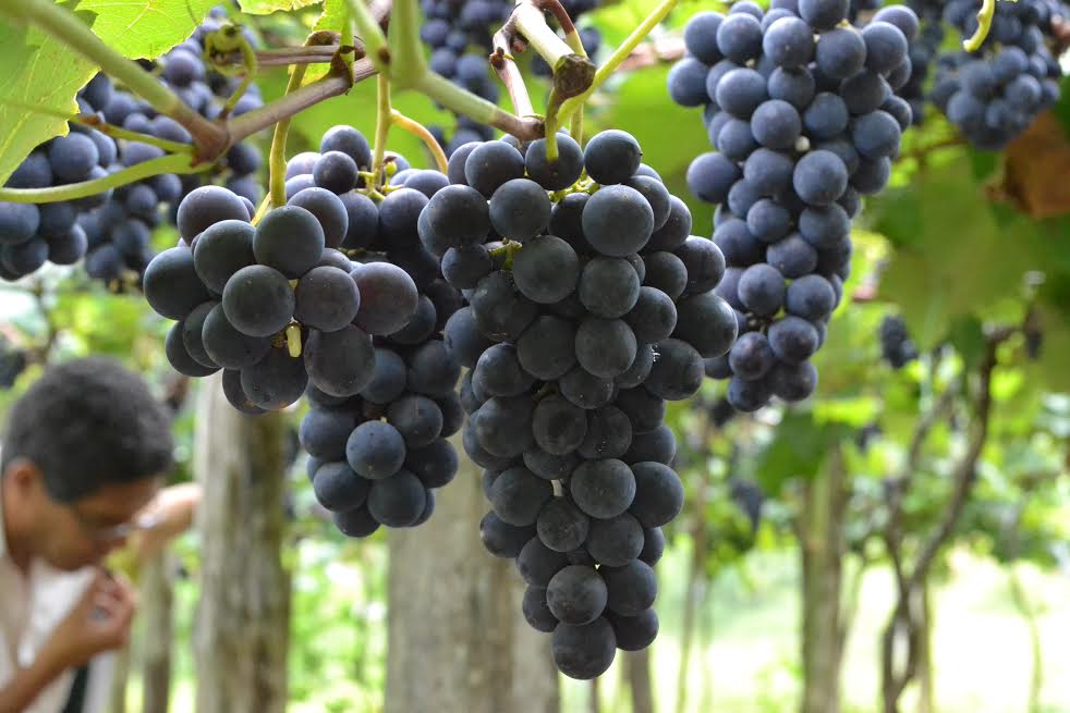 uvas, colheita (1)