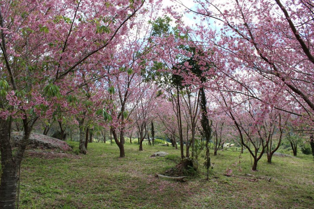 Bosque de Cerejeiras