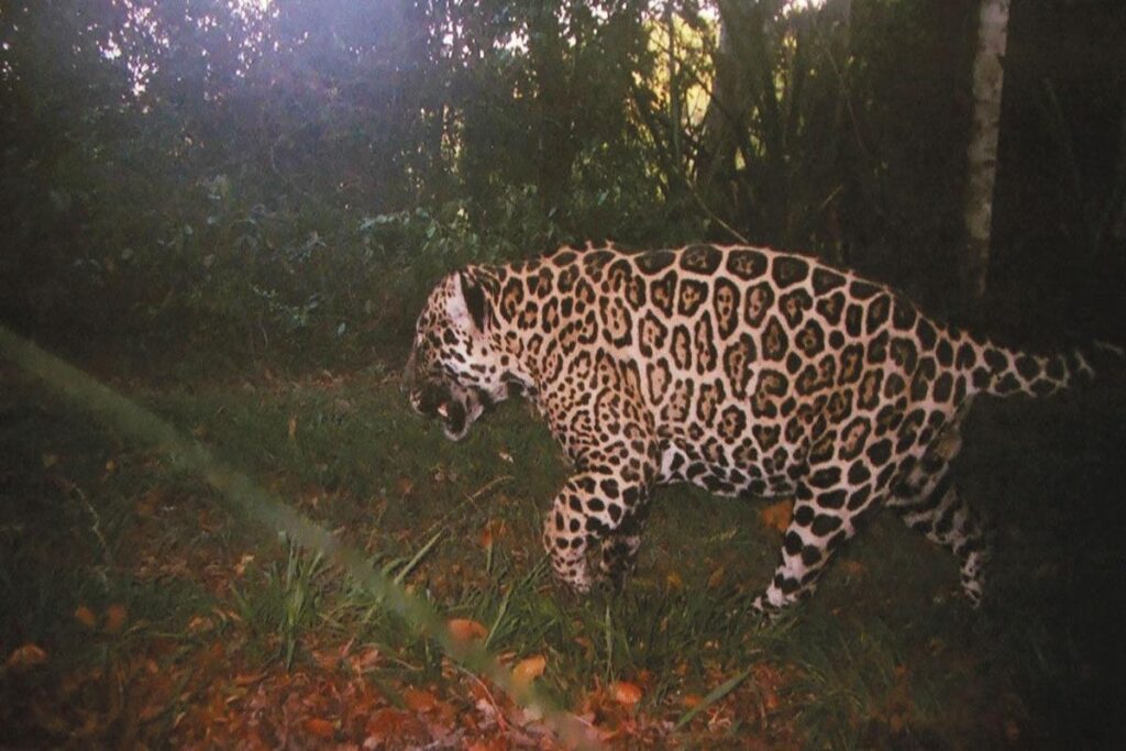Onça Pintada (Panthera onca) em vida selvagem no Espírito Santo