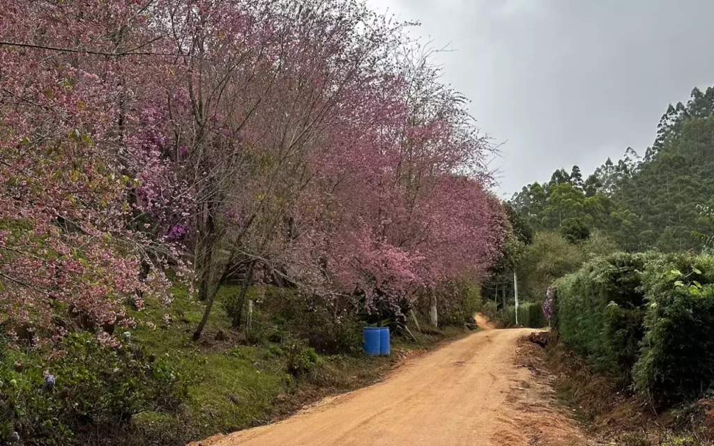 bosque das Cerejeiras”, em Redentor, Alfredo Chaves