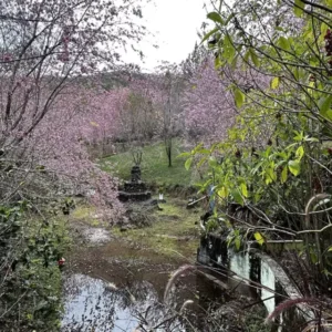 bosque das Cerejeiras”, em Redentor, Alfredo Chaves