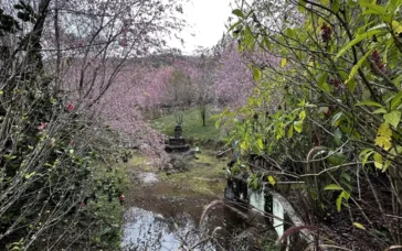 bosque das Cerejeiras”, em Redentor, Alfredo Chaves