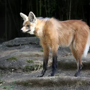 lobo-guará em Laranja da Terra