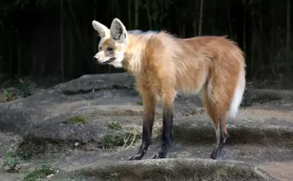 lobo-guará em Laranja da Terra