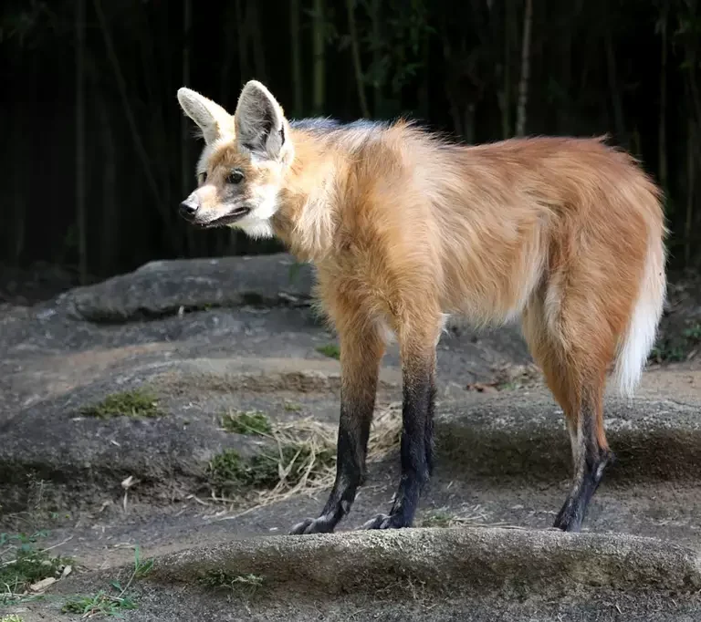 lobo-guará em Laranja da Terra