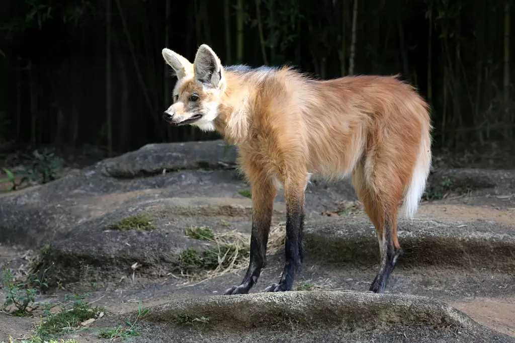 lobo-guará em Laranja da Terra