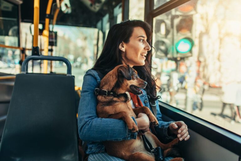 Guia prático de como viajar com pet em ônibus em 2024