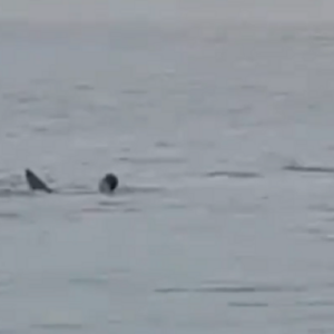 Vídeo mostra tubarão atacando e matando jovem russo em praia do Egito;