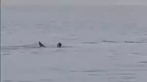 MUNDO: Russo morre após ser atacado por tubarão-tigre no Mar Vermelho, no Egito.