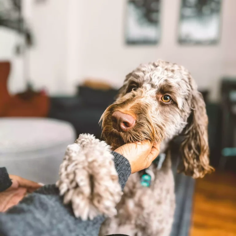 Guia prático de como viajar com pet em ônibus em 2024