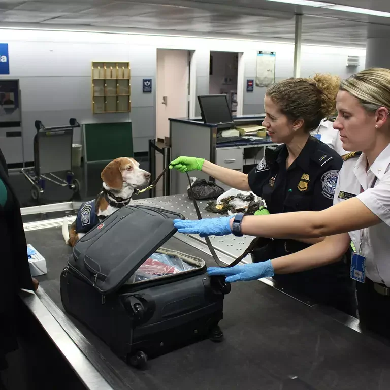 Dicas Para Viajar Com Pets e Curtir a Viagem