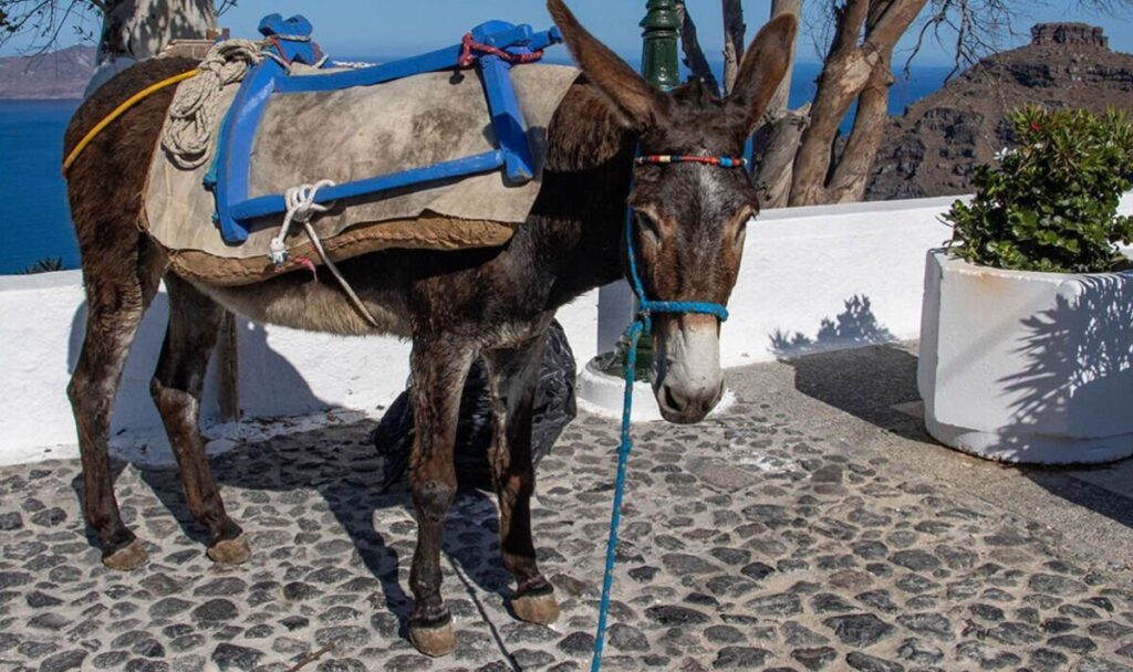 A bela ilha onde turistas com excesso de peso são proibidos de montar em burros |  Mundo |  Notícias
