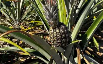 Abacaxi de Marataízes: Sabor Único e Tradição no Litoral Capixaba 11 Abacaxi-de-Marataizes-