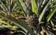 Abacaxi-de-Marataizes-