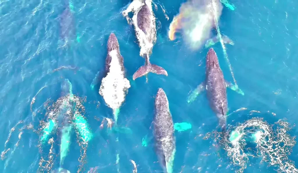 As baleias jubarte escolhem a regiao de Ilhabela