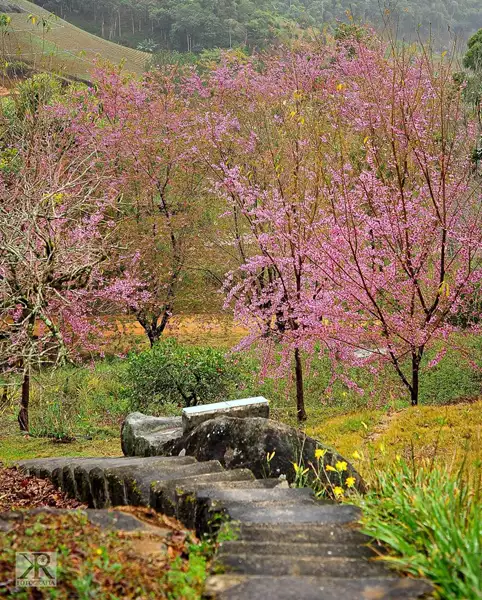 Bosque das Cerejeiras do Sítio Monte Rá em Alfredo Chaves