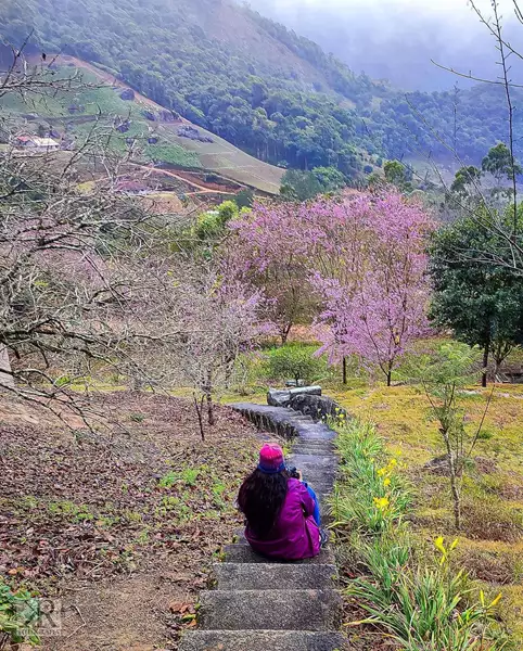 Bosque das Cerejeiras do Sítio Monte Rá em Alfredo Chaves