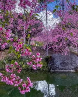 Cerejeiras de Bosque em Alfredo Chaves