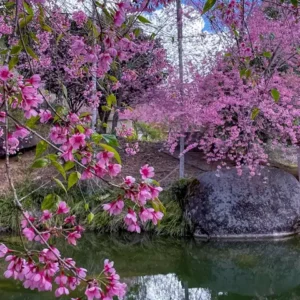 Cerejeiras de Bosque em Alfredo Chaves