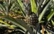 Abacaxi de Marataízes: Conheça a plantação de abacaxi