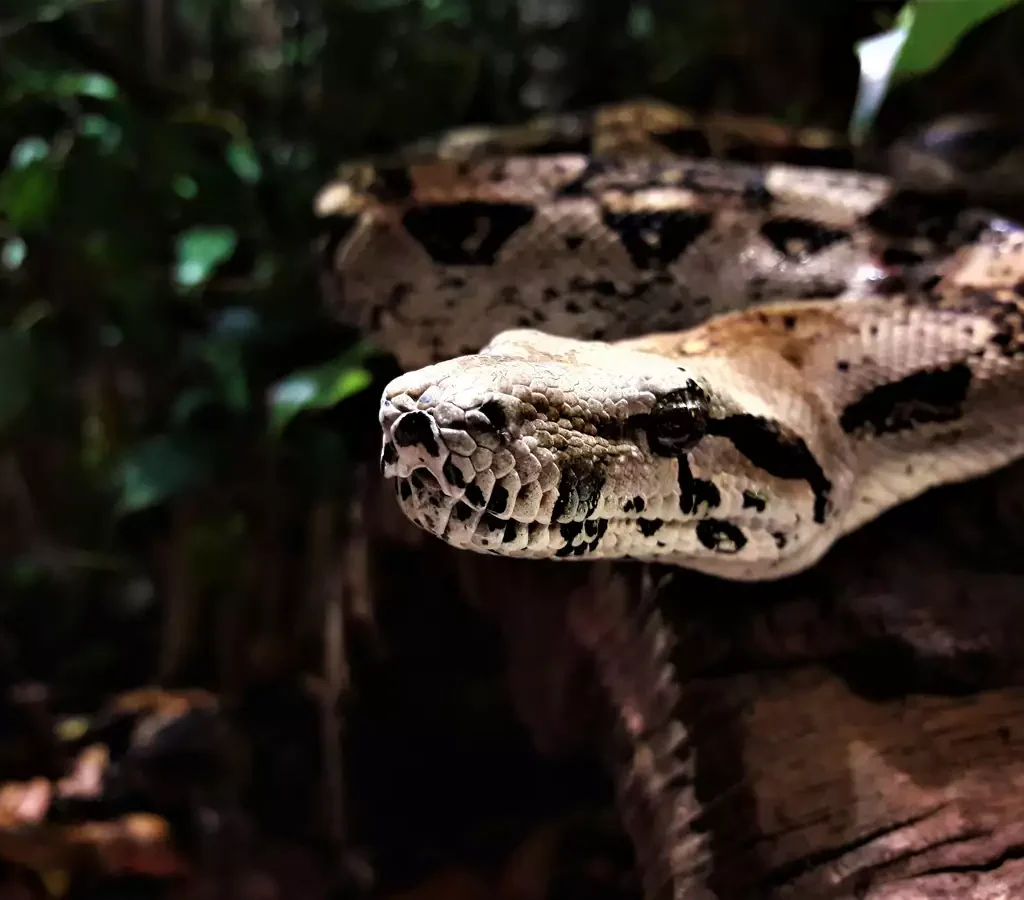 Descoberta de Nova Espécie de Cobra Gigante na Amazônia Surpreende Cientistas