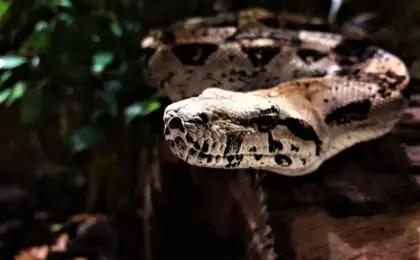 Amazônia: Experiências Imperdíveis na Floresta Brasileira 11 Descoberta de Nova Espécie de Cobra Gigante na Amazônia Surpreende Cientistas