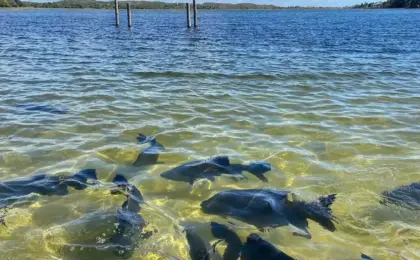 Lagoa dos Tambaquis