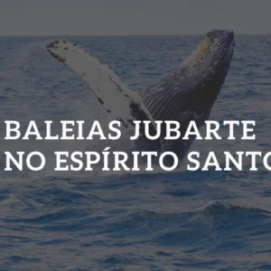 Baleias jubarte no Espírito Santo