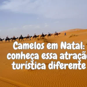Camelos em Natal conheça essa atração turística diferente