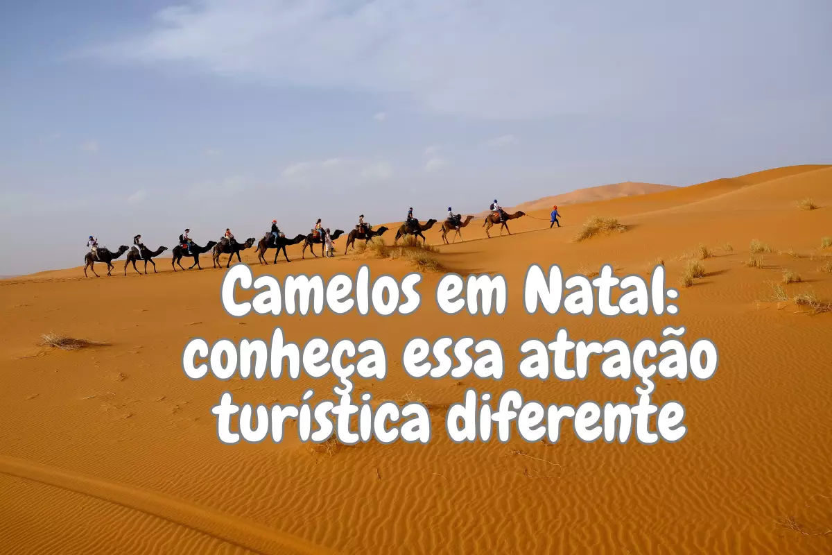 Camelos em Natal conheça essa atração turística diferente