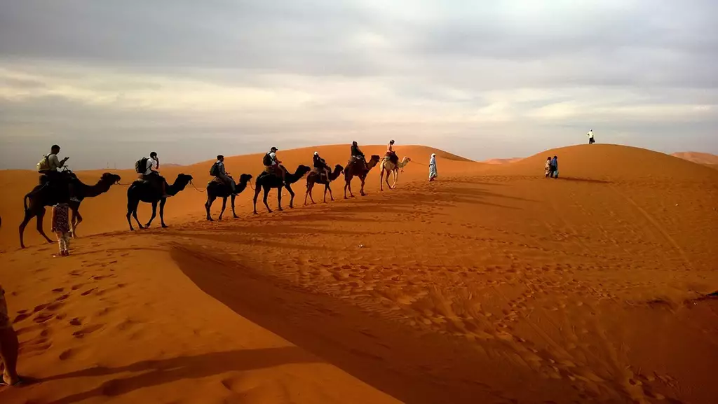 Camelos em Natal