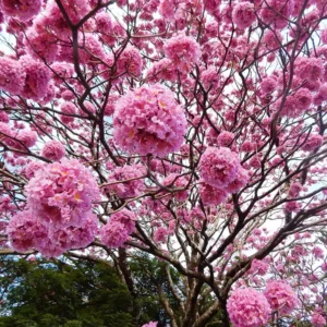 Ipê-rosa colorem a cidade e anunciam a primavera