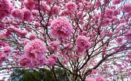 Ipê-Rosa no Parque Pedra da Cebola 13 Ipê-rosa colorem a cidade e anunciam a primavera