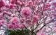 Ipê-rosa colorem a cidade e anunciam a primavera