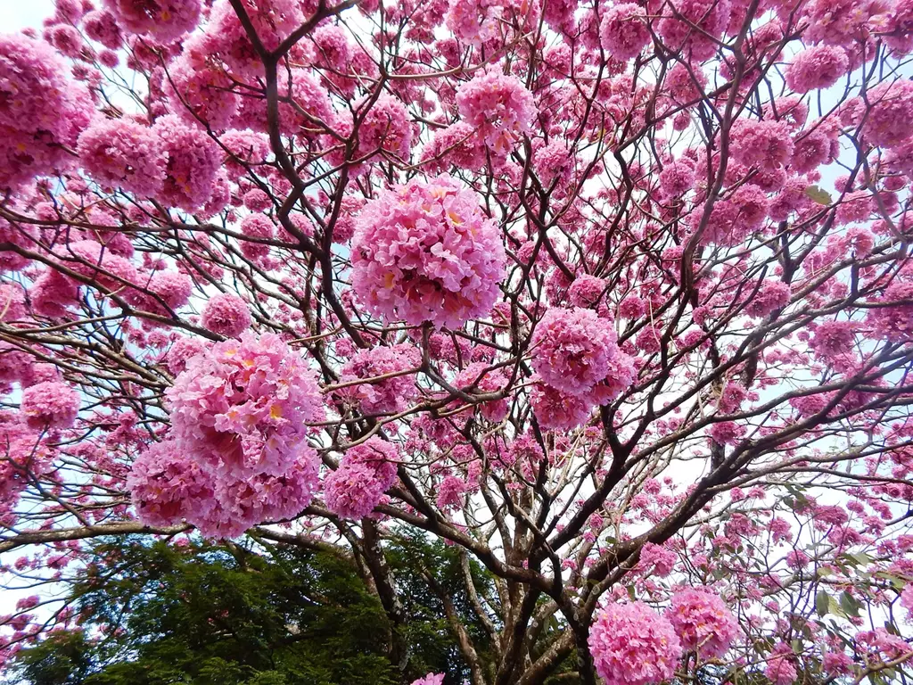 Ipê-rosa colorem a cidade e anunciam a primavera