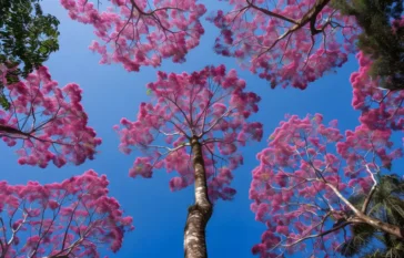 Ipês Rosa é atração em Barcelona e encanta moradores