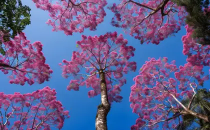 Ipês Rosa é atração em Barcelona e encanta moradores