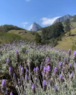 Lavandários de Pedra Azul