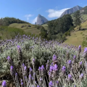 Lavandários de Pedra Azul