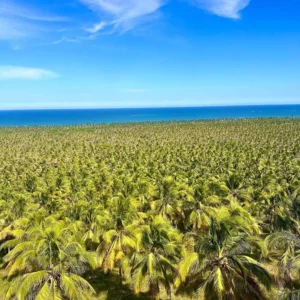 Melhores Praias de Alagoas Para Você Visitar!