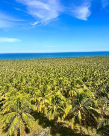 Melhores Praias de Alagoas Para Você Visitar!