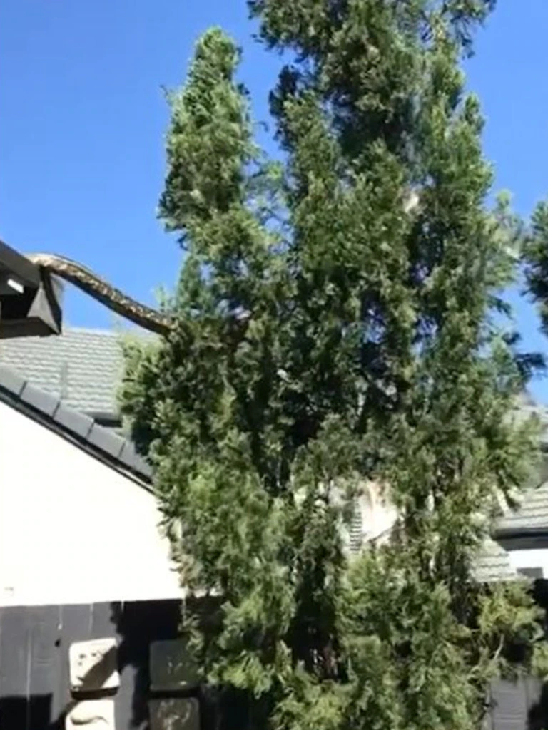 Píton gigante de 5 metros é flagrada em telhado de casa